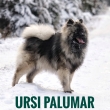 URSI Palumar