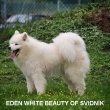 EDEN WHITE BEAUTY OF SVIDNK